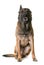 Aggressive belgian shepherd malinois