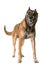 Aggressive belgian shepherd malinois