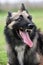 Aggressive belgian shepherd tervueren