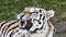 An aggressive bengal tiger portrait