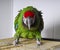 Aggressive bright parrot