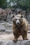 Aggressive brown bear is standing in the forest