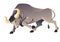 Aggressive buffallo character running, frenzied bull or ox
