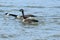 Aggressive Canada Geese