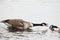 Aggressive Canada Goose, Branta canadensis