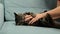 Aggressive cat attacked the owner\'s hand. Beautiful cute cat playing with woman hand and biting with funny emotions.