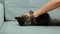 Aggressive cat attacked the owner\'s hand. Beautiful cute cat playing with woman hand and biting with funny emotions.
