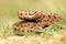 Aggressive common crossed adder