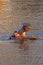 Aggressive Common Hippo [hippopotamus amphibius] displaying tusks by yawning in a lake in Africa