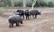 Aggressive Common Hippopotamus [hippopotamus amphibius] facing off before fighting three cape buffalo bulls in Africa