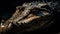Aggressive crocodile wet portrait, focus on teeth and eye generated by AI