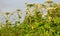 Aggressive dangerous plant Giant Hogweed heracleum sphondylium