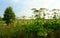 Aggressive dangerous plant Giant Hogweed heracleum sphondylium