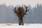 Aggressive Deer. Head Down Adult Powerful Red Deer With Trophy Horns Goes Directly To You. Attacking Deer Stag Closeup. Dominant R