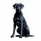 Aggressive Digital Illustration Of A Dignified Black Dog