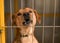 Aggressive dog barks with foam around mouth behind bars