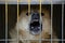 Aggressive dog barks sitting behind bars