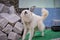 Aggressive dog shows dangerous teeth. The white dog was chained up.