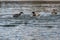 Aggressive drake male mallard ducks fighting at the start of breeding season
