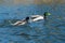 Aggressive drake male mallard ducks fighting at the start of breeding season