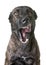 Aggressive dutch shepherd in studio