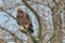 An aggressive eastern imperial eagle or aquila heliaca