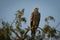 An aggressive eastern imperial eagle or aquila heliaca closeup at jorbeer