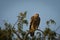 An aggressive eastern imperial eagle or aquila heliaca closeup at jorbeer
