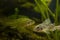 aggressive Eurasian ruffe in territorial behaviour, captive domesticated wild freshwater fish, omnivore coldwater predator species