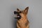 Aggressive German Shepherd dog on grey background