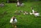 Aggressive greylag goose attacking a photographer