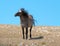 Aggressive Grulla colored Band Stallion on Sykes Ridge in the Pryor Mountains in Montana â€“ Wyoming US