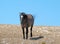 Aggressive Grulla colored Band Stallion on Sykes Ridge in the Pryor Mountains in Montana â€“ Wyoming USA