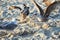 Aggressive gulls on a sandy beach on the Baltic Sea coast