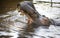 Aggressive Hippopotamus with open mount in water.