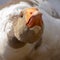 Aggressive home goose, next to small yellow goslings. Against the background of household