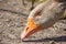 Aggressive home goose, next to small yellow goslings. Against the background of household