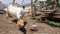 Aggressive home goose, next to small yellow goslings. Against the background of household