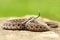 Aggressive juvenile meadow viper