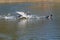 Aggressive juvenile mute swan cygnet