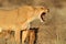 Aggressive lioness with cubs