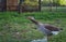 Aggressive looking greylag goose in the garden behind a fence