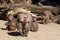 Aggressive male baboon defending group