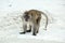 Aggressive Monkey beach. Crab-eating macaque , Phi-Phi, Thailand