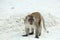 Aggressive Monkey beach. Crab-eating macaque , Phi-Phi, Thailand