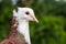 Aggressive pigeon face close up look with green bokeh background