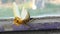 Aggressive pregnant female yellow mantis religiosa raises paws and tail with a stomach on old window