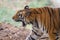 Aggressive Royal Bengal Tiger in Indian jungles