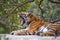 Aggressive Royal Bengal Tiger in Indian jungles