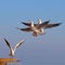 Aggressive seagulls fly over the blue water to fish. Reeds in the background.